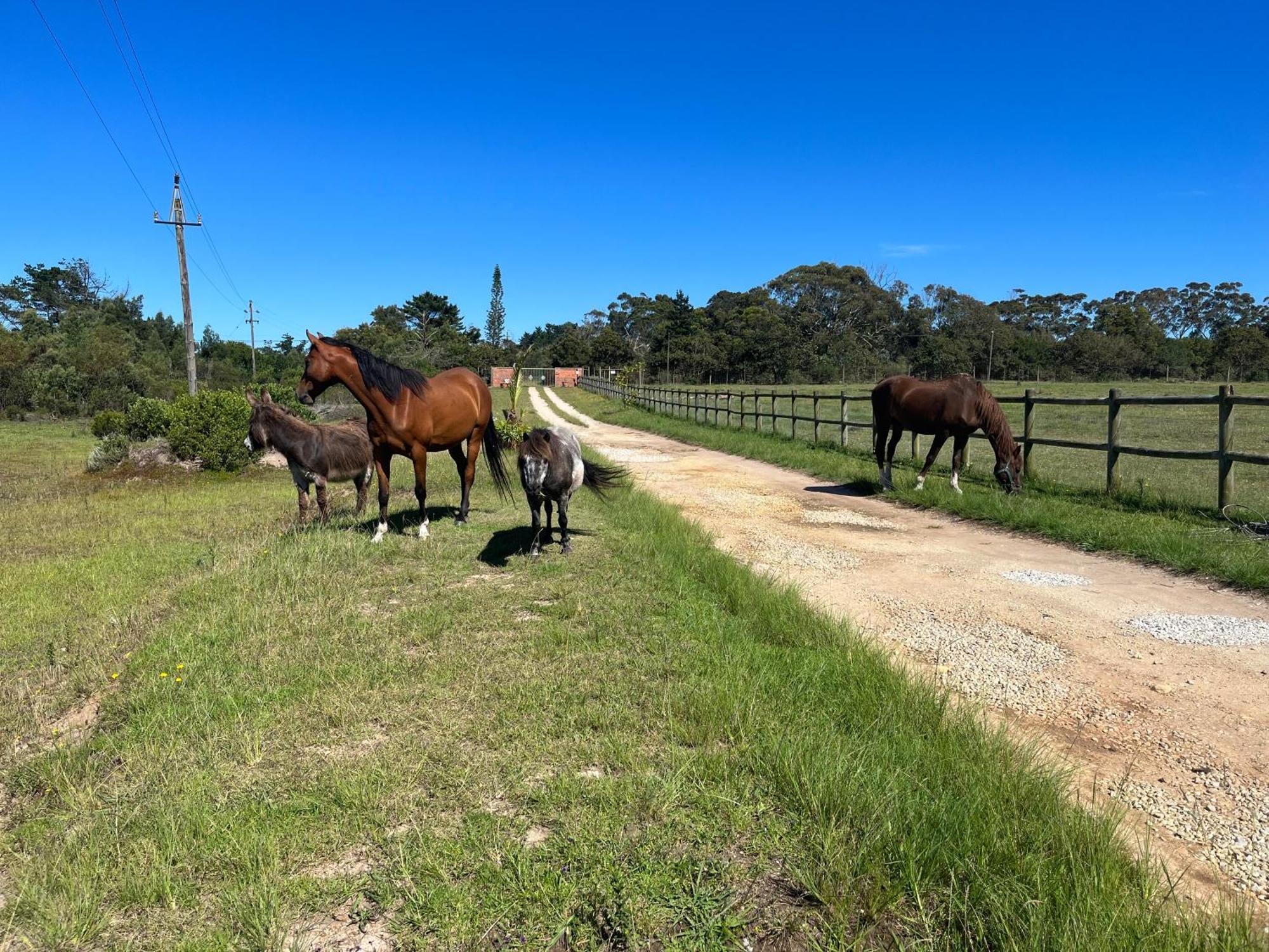 Stoneridge Farm Plettenberg Bay