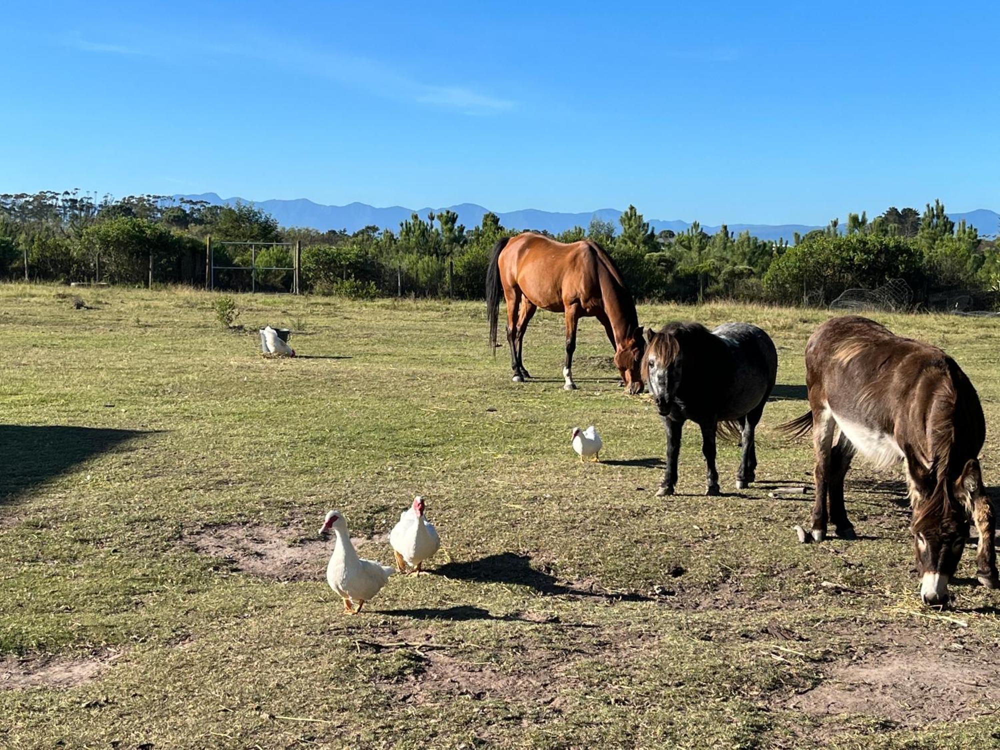 Stoneridge Farm Chalé Plettenberg Bay